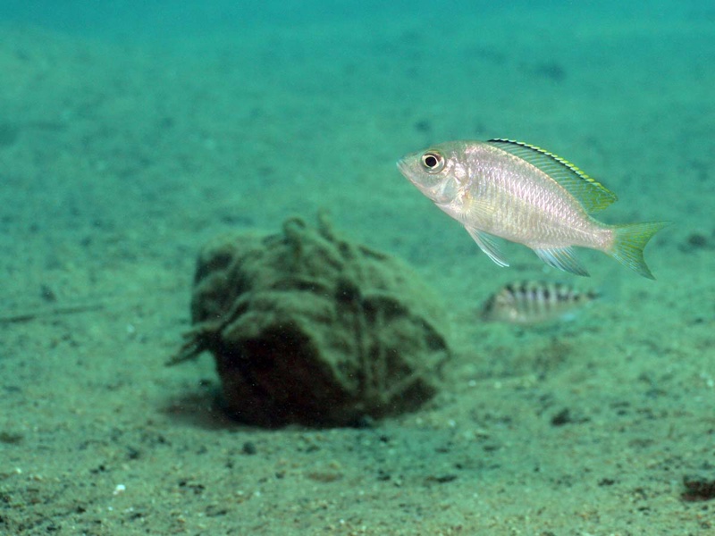 Placidochromis sp. 'blue otter' Tsano Rock